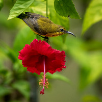 Olive-backed Sunbird ♀ -3