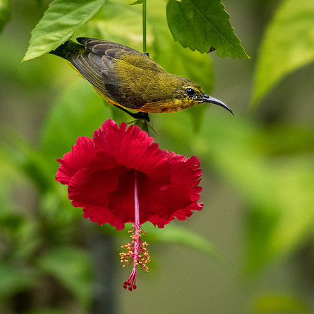 Olive-backed Sunbird ♀ -3