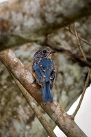 Sunda Blue Flycatcher -1