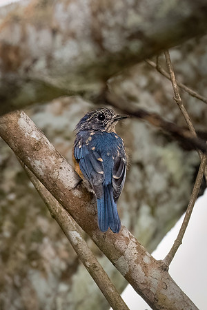 Sunda Blue Flycatcher -1
