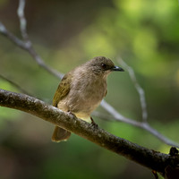 Olive-winged Bulbul