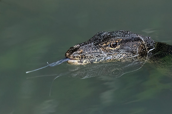 Asian Water Monitor -3