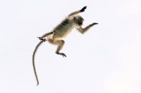 Macaque Jumping