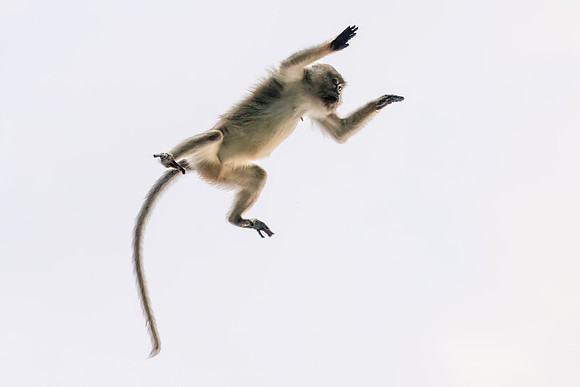 Macaque Jumping
