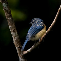 Sunda Blue Flycatcher -2