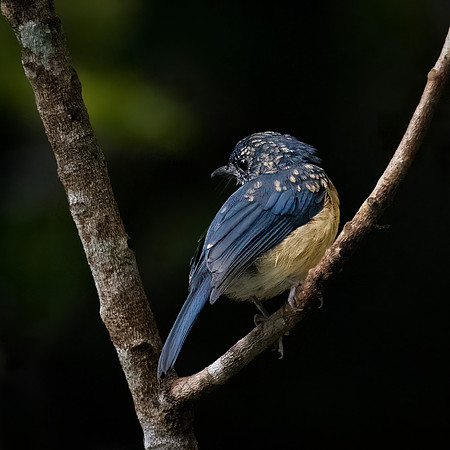 Sunda Blue Flycatcher -2