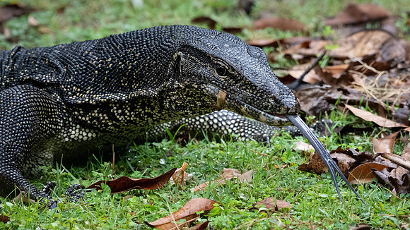 Asian Water Monitor -1