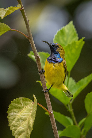 Olive-backed Sunbird ♂ -2