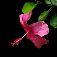 Hibiscus Flower