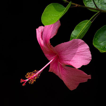 Hibiscus Flower