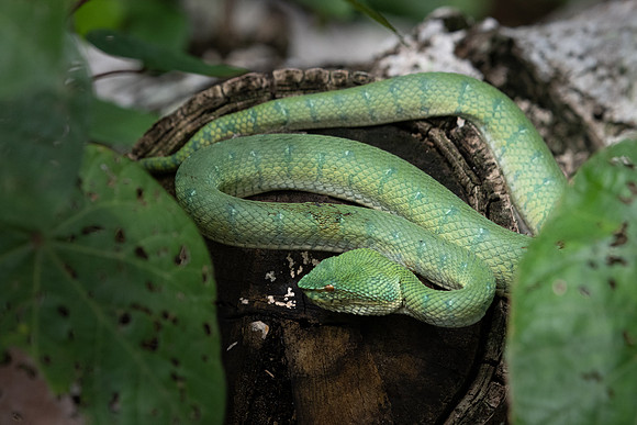 Pit Viper