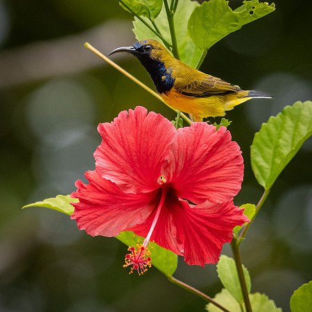 Olive-backed Sunbird ♂ -1