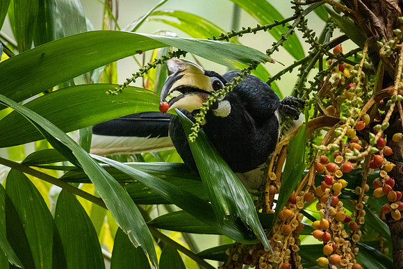 Pied Hornbill -4
