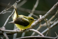 Little Olive-backed Sunbird