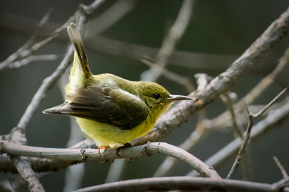 Little Olive-backed Sunbird