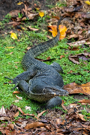Asian Water Monitor -2