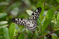Large Tree Nymph -1