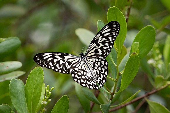 Large Tree Nymph -1