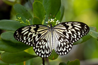 Large Tree Nymph -2