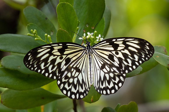 Large Tree Nymph -2