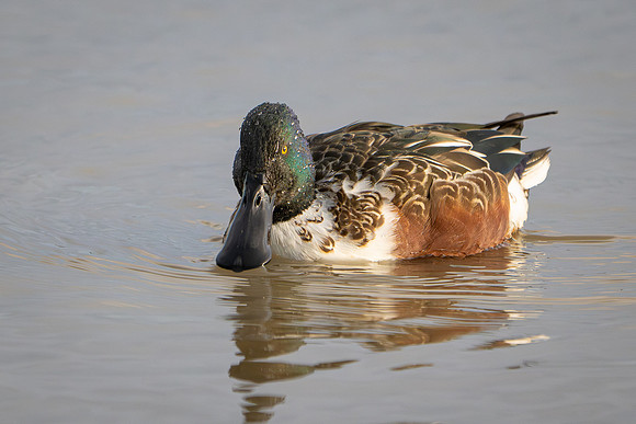 Shoveler 041125