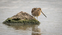 Snipe 041125