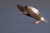 Greylag Goose 041125-2