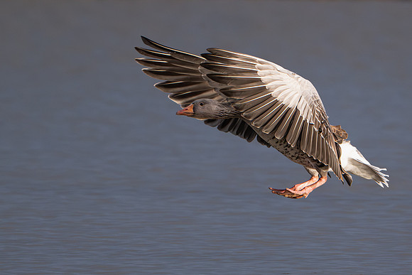 Greylag Goose 041125-2