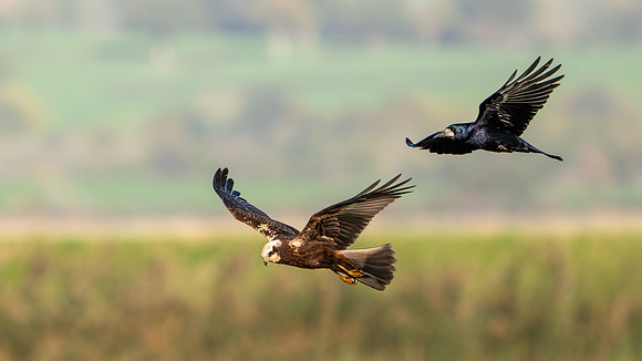 Marsh Harrier 251025-1
