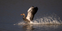 Greylag Goose 041125-1