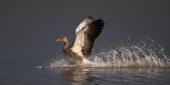 Greylag Goose 041125-1