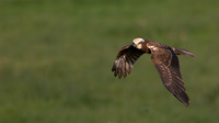 Marsh Harrier 251025-2