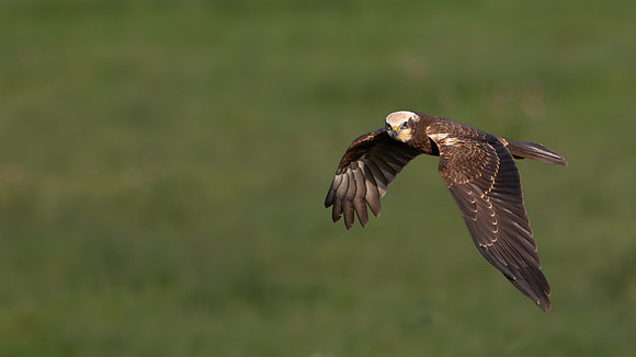 Marsh Harrier 251025-2