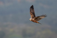 Marsh Harrier 251025-3