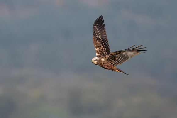 Marsh Harrier 251025-3
