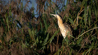 Bittern 300925