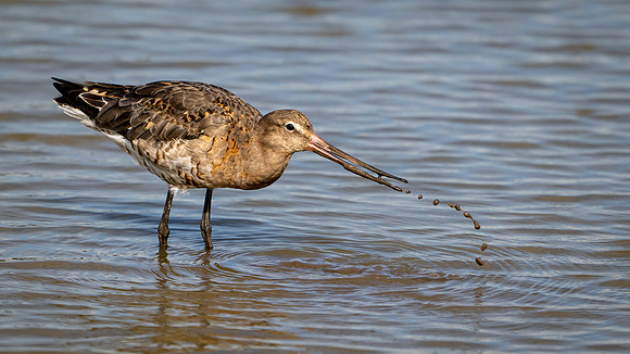 Black-tailed Godwit - 250925-1