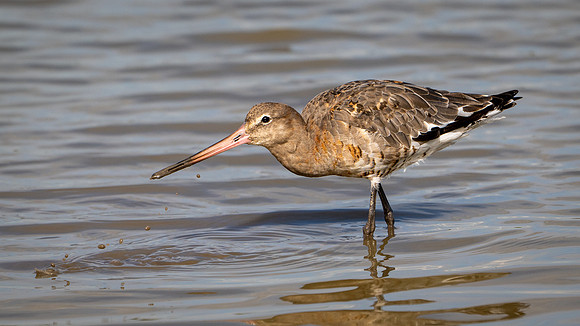 Black-tailed Godwit - 250925-2
