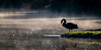 Black Swan 230925