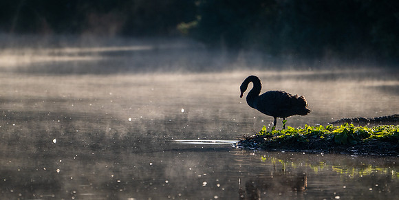 Black Swan 230925