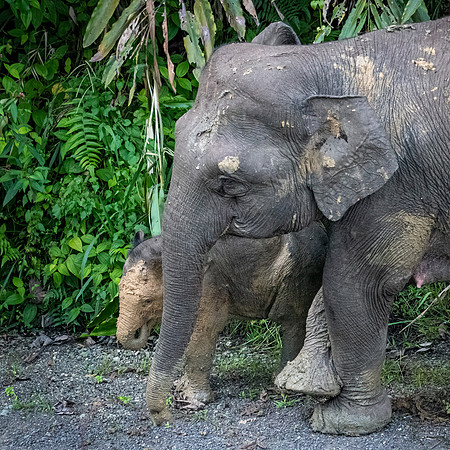 Pygmy Elephant -1