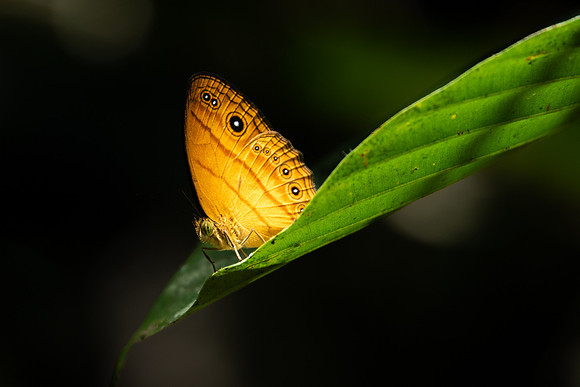Tawny Bush Brown