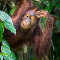 Orangutan -3