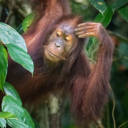 Orangutan -3