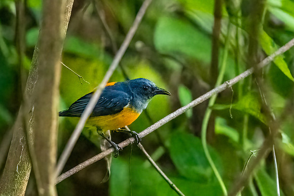 Yellow-rumped Flowerpeckern ♂