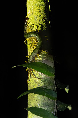Giant Centipede
