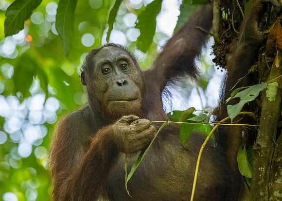Orangutan -9