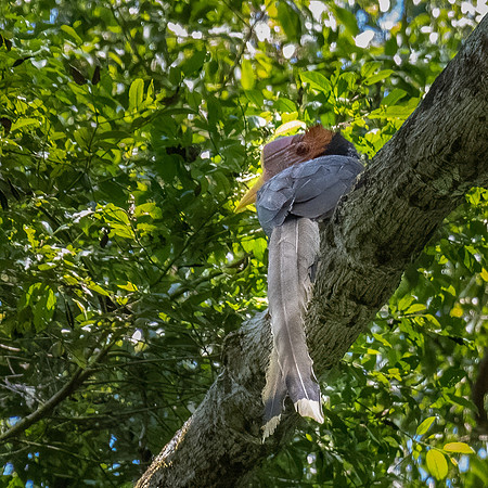Wrinkled Hornbill