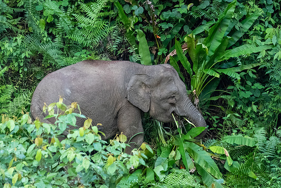 Pygmy Elephant -7