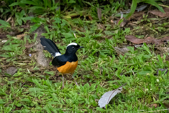 White-crowned Sharma -3